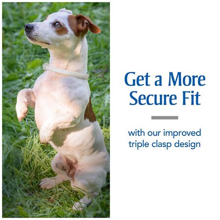 flea collar walgreens