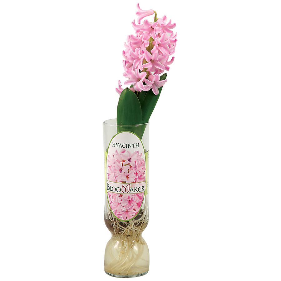 Bloomaker Hyacinth in Glass