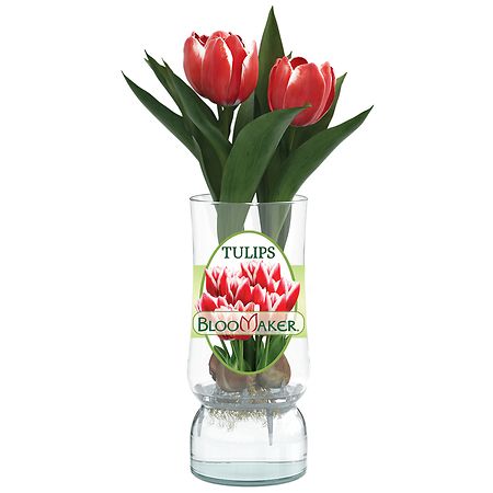 Bloomaker Tulips in Glass | Walgreens