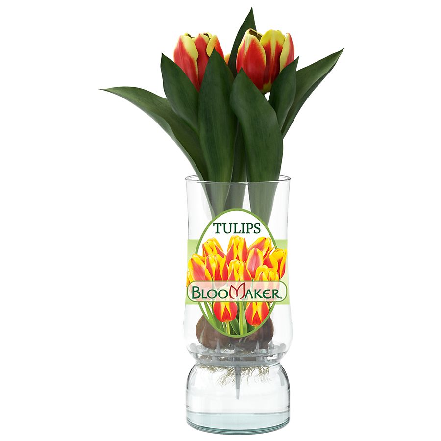 Bloomaker Tulips in Glass