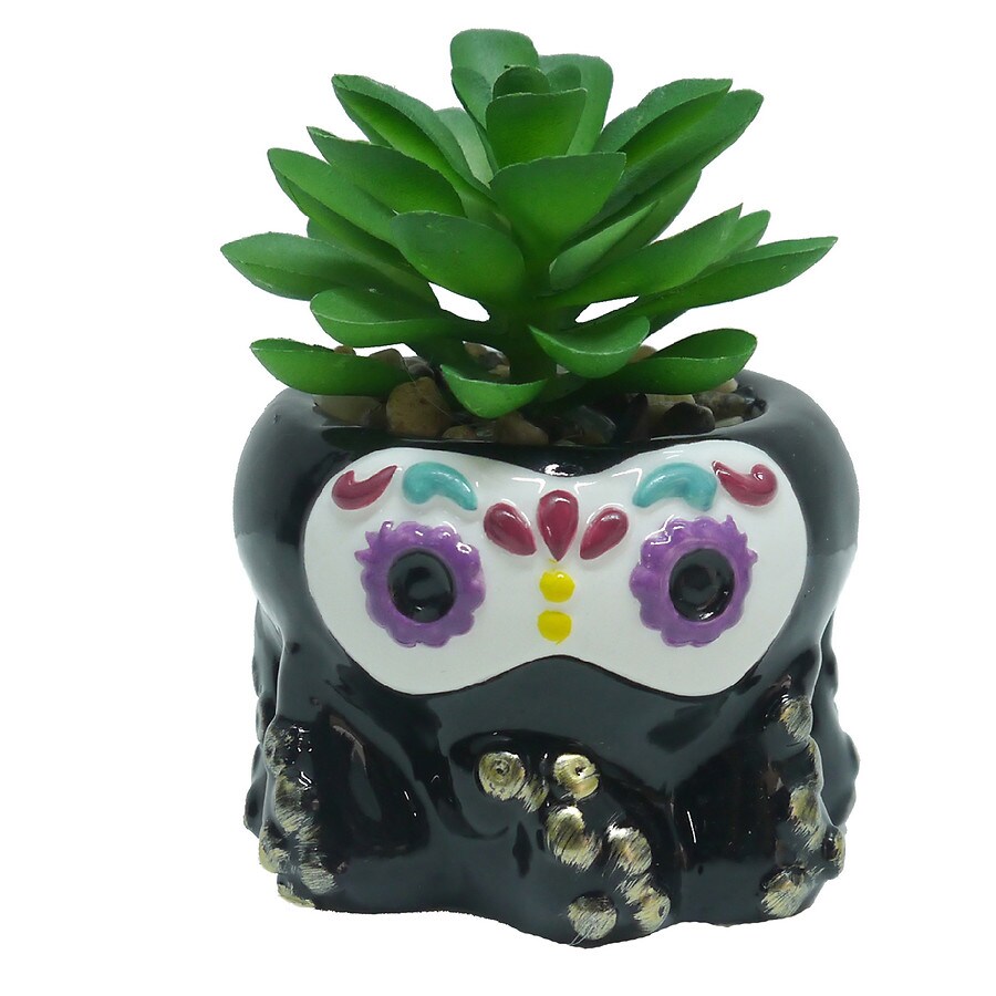 Walgreens Day of the Dead Mini Animal Succulent