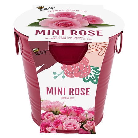 Buzzy Painted Pail Grow Kit - Mini Rose Pink