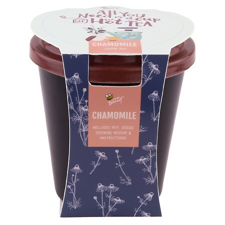 Buzzy Tea Grow Kit - Chamomile Black