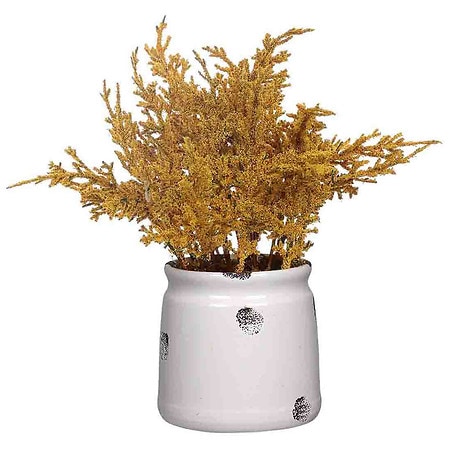 Festive Voice Potted Foliage